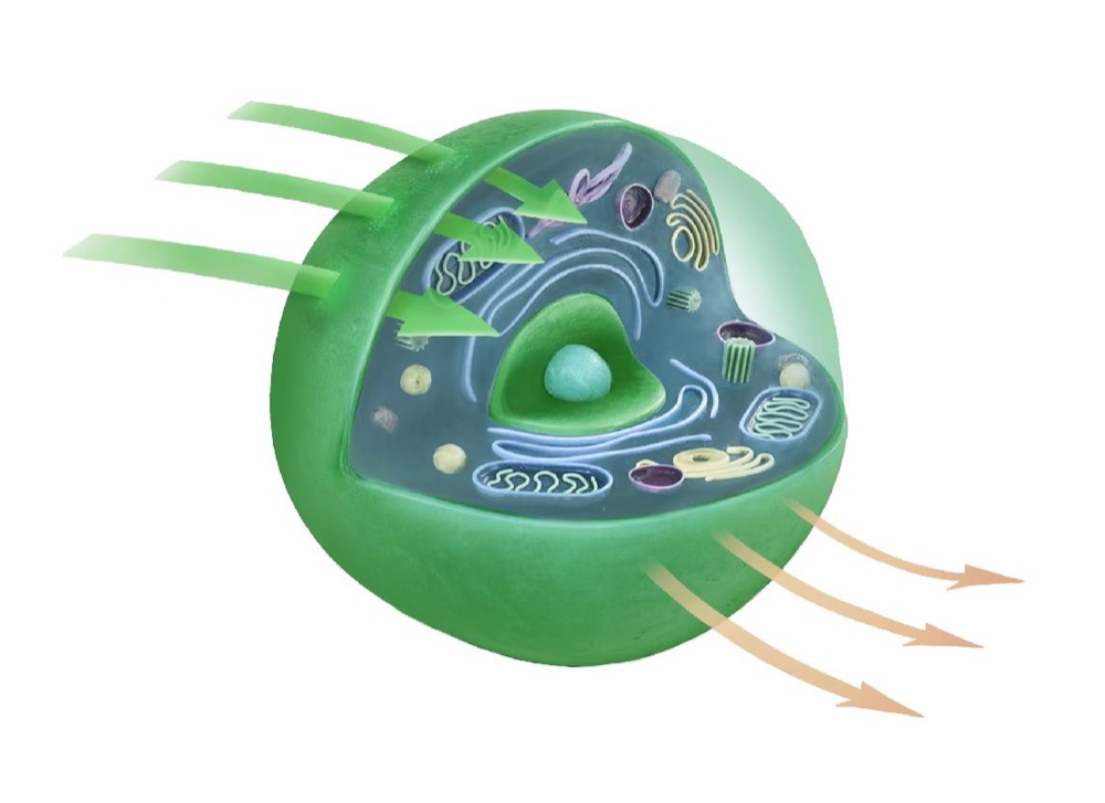 Normal cell function — soft, flexible membrane