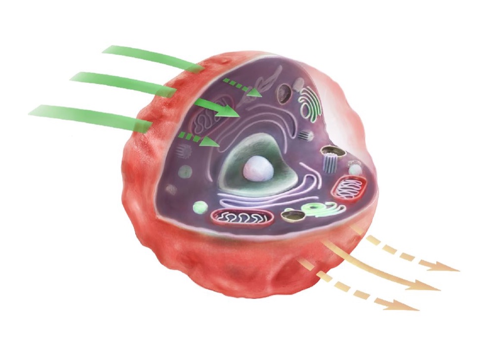 Reduced cell function — hard, rigid membrane